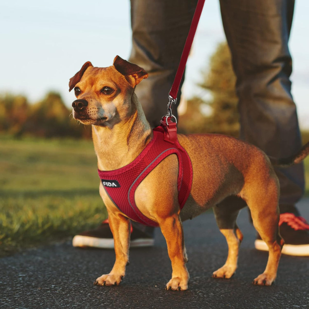 Dog Harness & Collar Set