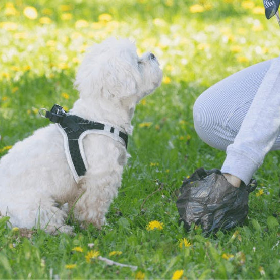 Biodegradable Pet Waste Bags